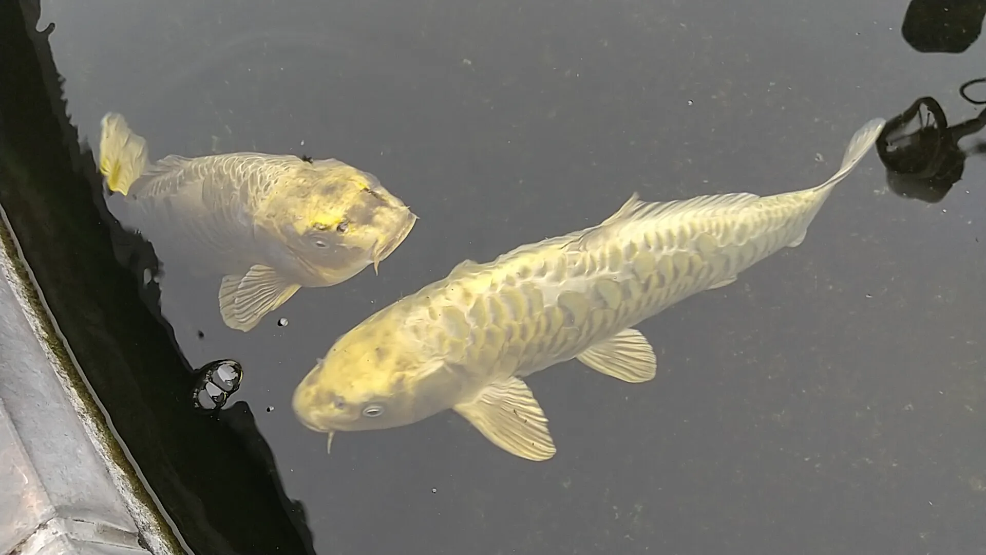 会の川親水公園の金色の鯉
