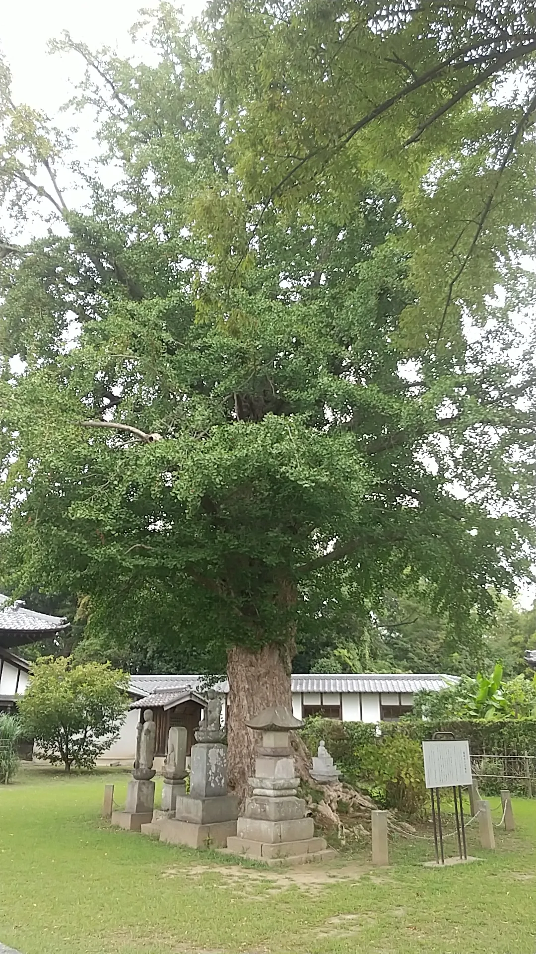 龍蔵寺 (加須市)の大銀杏（遠景）