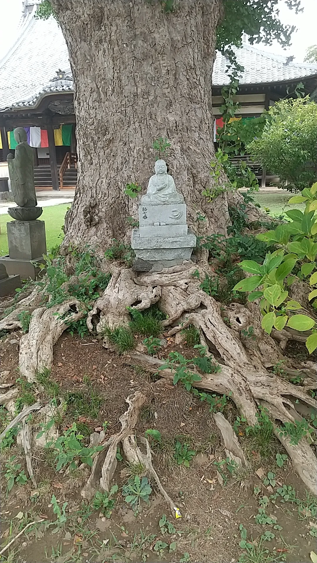 龍蔵寺 (加須市)の大銀杏の根本
