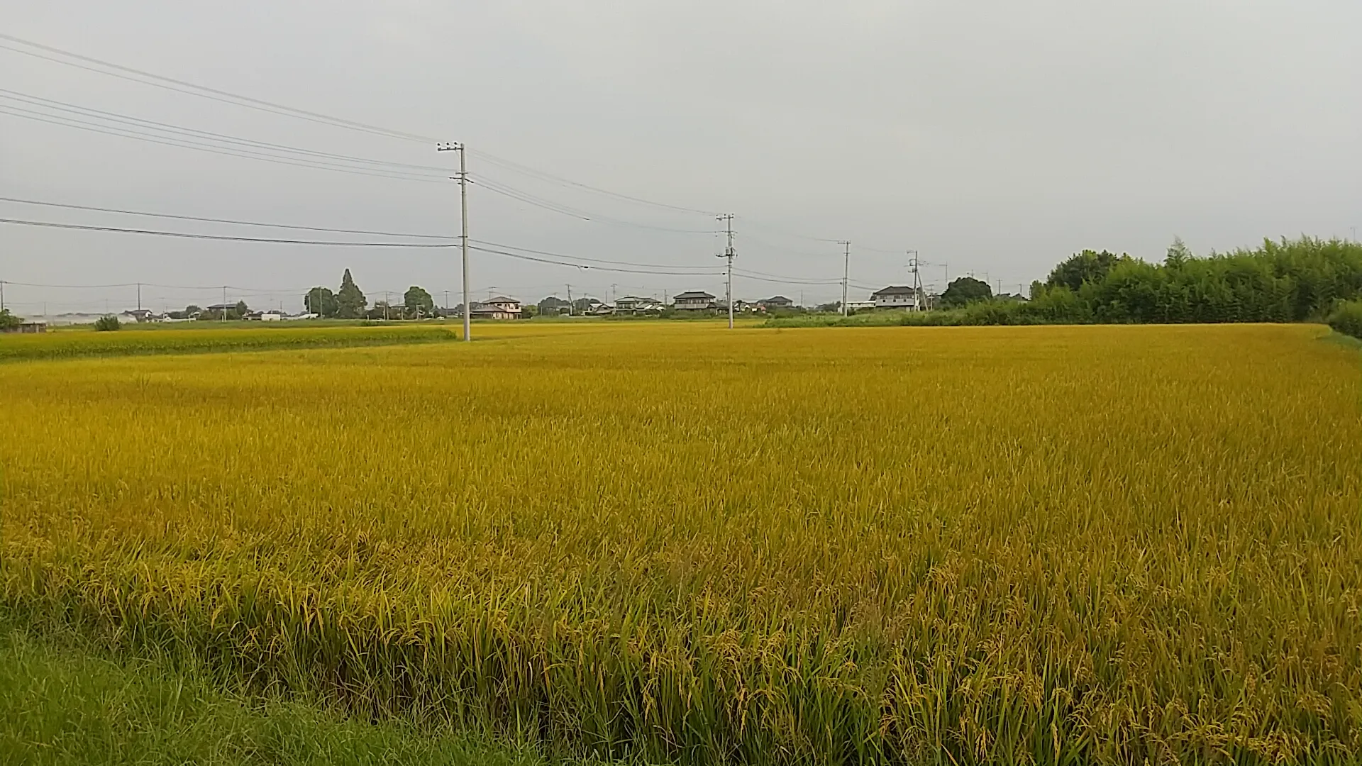 加須市の田園風景